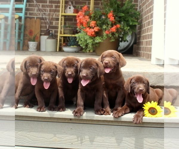 Medium Photo #2 Labrador Retriever Puppy For Sale in BIRD IN HAND, PA, USA