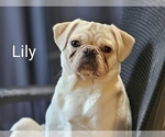 Small Photo #1 Pug Puppy For Sale in WINSTON SALEM, NC, USA