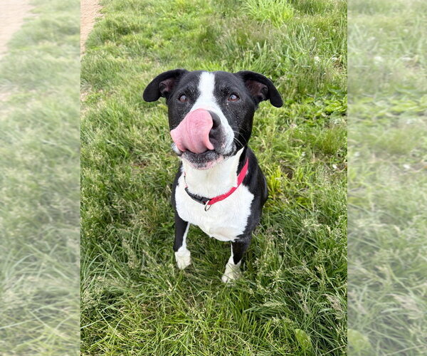 Medium Photo #4 American Staffordshire Terrier-Unknown Mix Puppy For Sale in Pierceton , IN, USA