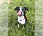 Small #3 American Staffordshire Terrier Mix