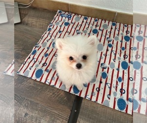 Pomeranian Puppy for sale in EL RENO, OK, USA