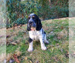 English Springer Spaniel Puppy for sale in PILOT MOUNTAIN, NC, USA