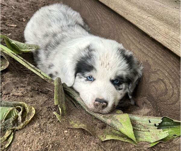 Medium Photo #5 Australian Shepherd Puppy For Sale in BIG RAPIDS, MI, USA