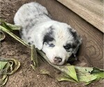 Puppy Badger Australian Shepherd