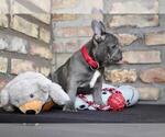 Small #1 French Bulldog