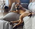Small #4 American Pit Bull Terrier Mix