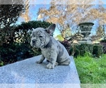 Small Photo #210 French Bulldog Puppy For Sale in HAYWARD, CA, USA