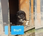 Small Photo #12 Australian Shepherd Puppy For Sale in LEWISBURG, TN, USA