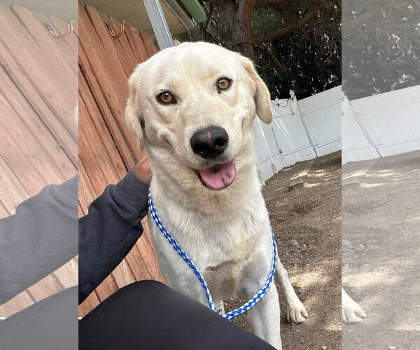 Medium Photo #3 Labrador Retriever-Unknown Mix Puppy For Sale in San Diego, CA, USA