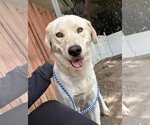 Small #2 Labrador Retriever Mix
