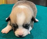 Puppy 2 Pembroke Welsh Corgi
