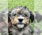 Small #4 Goldendoodle-Shih Tzu Mix