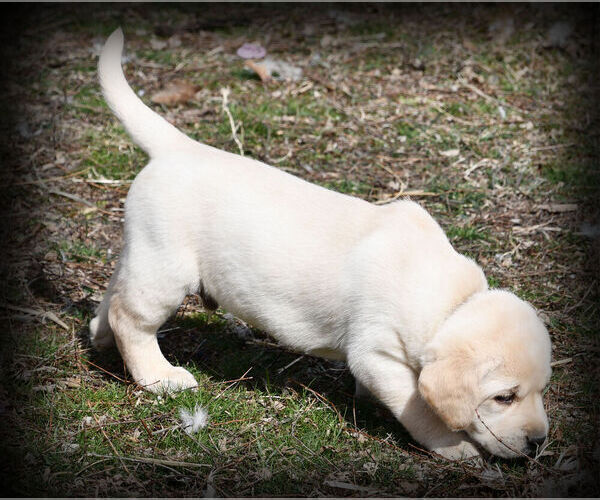 Medium Photo #5 Labrador Retriever Puppy For Sale in HAMILTON, MT, USA