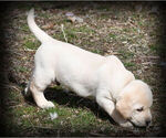 Small Photo #5 Labrador Retriever Puppy For Sale in HAMILTON, MT, USA