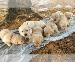 Labrador Retriever Litter for sale in BONNERS FERRY, ID, USA