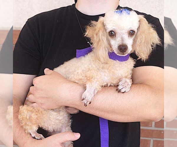Medium Photo #1 Poodle (Miniature) Puppy For Sale in Carrollton, TX, USA