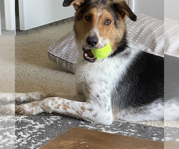 Medium Photo #3 Collie-Coonhound Mix Puppy For Sale in Dublin, OH, USA