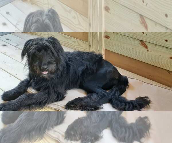 Medium Photo #1 Mutt Puppy For Sale in Hinton, WV, USA