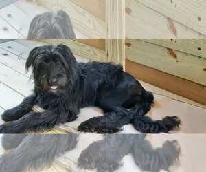 Mutt Dogs for adoption in Hinton, WV, USA