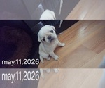 Puppy Stripe Pug