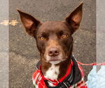 Small #17 Australian Kelpie Mix