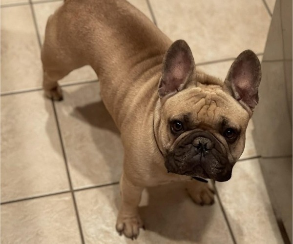 Medium Photo #1 French Bulldog Puppy For Sale in SACRAMENTO, CA, USA