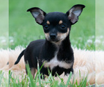 Small #2 Chihuahua