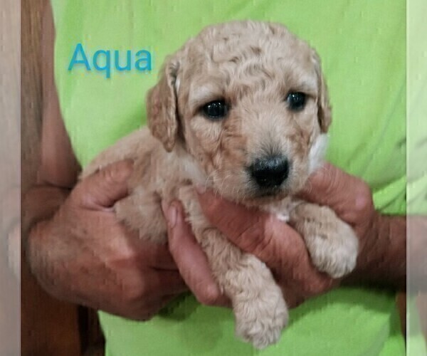 Medium Photo #3 Goldendoodle-Poodle (Miniature) Mix Puppy For Sale in NORTH LIBERTY, IN, USA