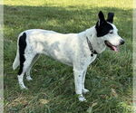 Small #9 Mutt