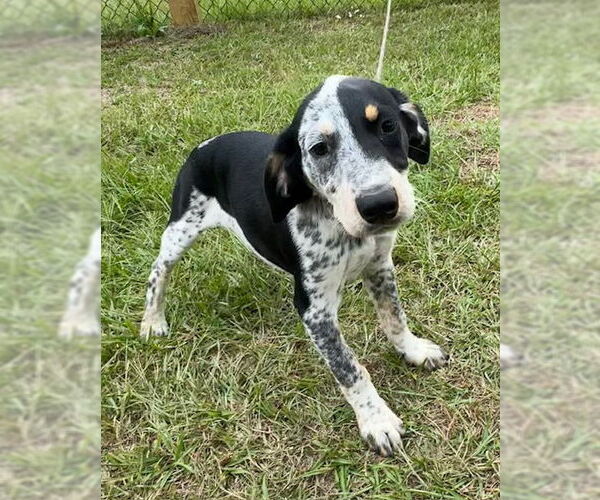 Medium Photo #3 Pointer-Unknown Mix Puppy For Sale in Tarrytown, GA, USA
