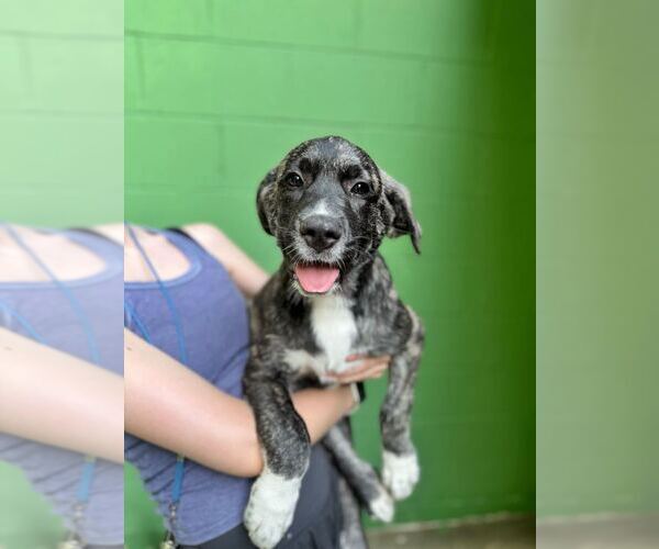 Medium Photo #3 Great Pyrenees-Unknown Mix Puppy For Sale in Elmsford, NY, USA