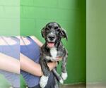 Small #2 Great Pyrenees Mix