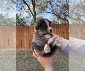 Akita Puppy for Sale in ARLINGTON, Texas USA