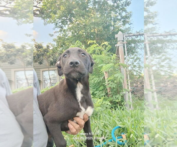 Medium Photo #2 Labrador Retriever-Unknown Mix Puppy For Sale in Oak Bluffs, MA, USA