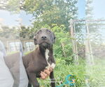 Small #1 Labrador Retriever Mix