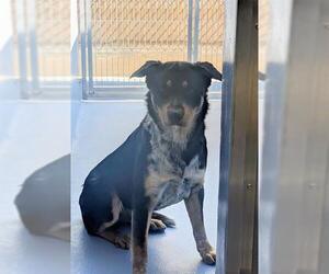 Mutt Dogs for adoption in Downey, CA, USA