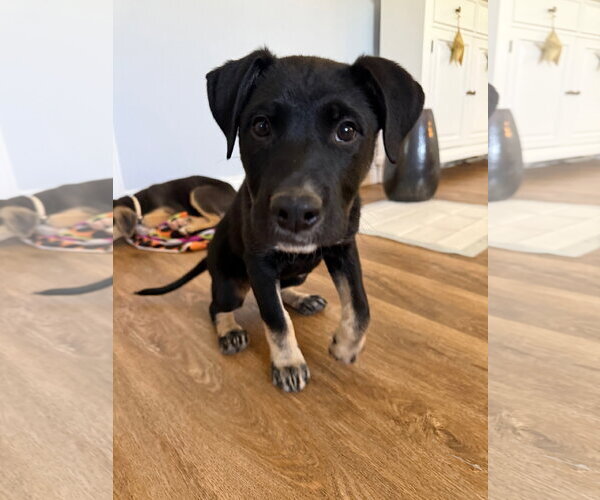 Medium Photo #2 American Pit Bull Terrier-Labrador Retriever Mix Puppy For Sale in Holly Springs, NC, USA