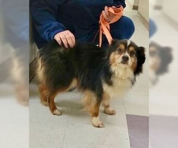 Medium Photo #1 Australian Shepherd-Unknown Mix Puppy For Sale in Silver Spring, MD, USA