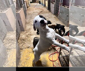 Staffordshire Bull Terrier-Unknown Mix Dogs for adoption in Tracy City, TN, USA