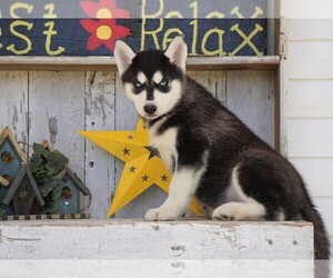 Siberian Husky Puppy for sale in FREDERICKSBG, OH, USA