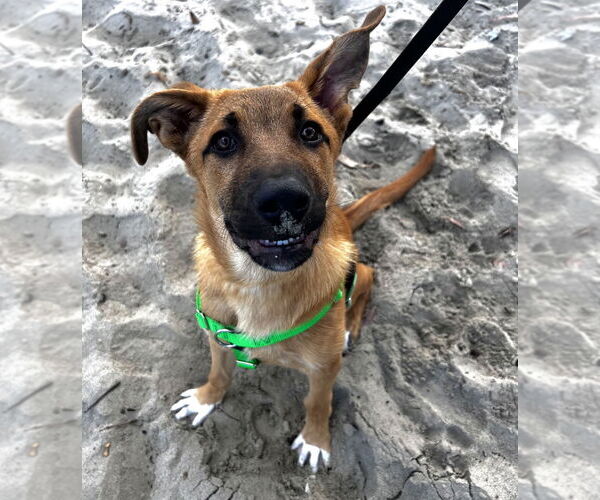 Medium Photo #2 Mutt Puppy For Sale in Salinas, CA, USA