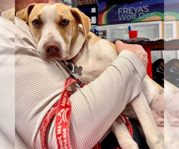 Medium Photo #5 Mutt Puppy For Sale in Canton, CT, USA