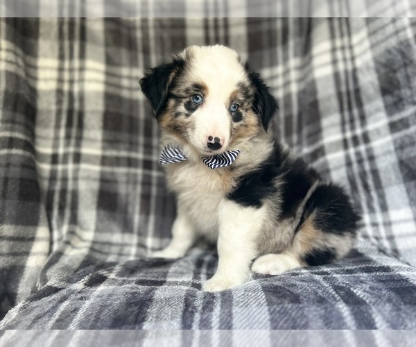 Medium Photo #5 Miniature Australian Shepherd Puppy For Sale in LAKELAND, FL, USA
