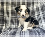 Small #4 Miniature Australian Shepherd