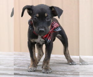 Chihuahua-Unknown Mix Dogs for adoption in Bandera, TX, USA