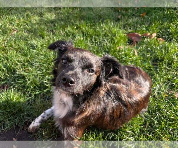 Medium Photo #2 Chihuahua-Colonial Cocker Spaniel Mix Puppy For Sale in Bellingham, WA, USA