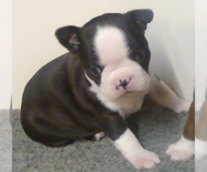 Boston Terrier Puppy for sale in CRKD RVR RNCH, OR, USA
