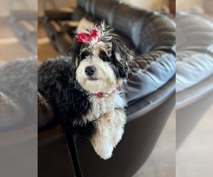 Mother of the Miniature Bernedoodle puppies born on 02/13/2025