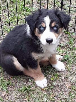 Medium Photo #1 Australian Shepherd Puppy For Sale in COOPERSTOWN, NY, USA