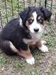 Small Photo #1 Australian Shepherd Puppy For Sale in COOPERSTOWN, NY, USA